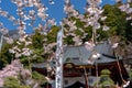 Cherry Blossoms in Spring