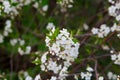 Cherry blossoms in spring, in May. beautiful white flowers on branches, buds, young green fresh leaves. botany Royalty Free Stock Photo