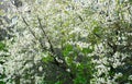 Cherry blossoms in spring, in May. beautiful white flowers on branches, buds, young green fresh leaves. botany, bush Royalty Free Stock Photo