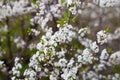 Cherry blossoms in spring, in May. beautiful white flowers on branches, buds, young green fresh leaves. botany, bush Royalty Free Stock Photo