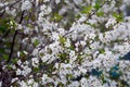 Cherry blossoms in spring, in May. beautiful white flowers on branches, buds, young green fresh leaves. botany, bush Royalty Free Stock Photo