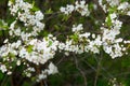 Cherry blossoms in spring, in May. beautiful white flowers on branches, buds, young green fresh leaves. botany, bush Royalty Free Stock Photo