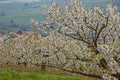 Branch of cherry blossoms in spring in the orchards of the Monts-du-Lyonnais Royalty Free Stock Photo