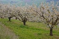 Cherry blossoms in spring in the orchards of the Monts-du-Lyonnais Royalty Free Stock Photo