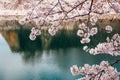 Osaka castle and cherry blossoms at spring in Japan Royalty Free Stock Photo