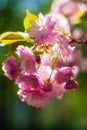 Cherry blossoms in spring in the park Royalty Free Stock Photo