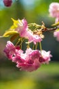 Cherry blossoms in spring in the park Royalty Free Stock Photo