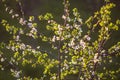 Cherry blossoms in spring park. Beautiful tree branches with white flowers in warm sunset light Royalty Free Stock Photo