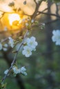 Cherry blossoms in spring park. Beautiful tree branches with white flowers in warm sunset light Royalty Free Stock Photo