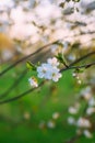 Cherry blossoms in spring park. Beautiful tree branches with white flowers in warm sunset light Royalty Free Stock Photo