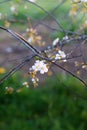 Cherry blossoms in spring park. Beautiful tree branches with white flowers in warm sunset light Royalty Free Stock Photo