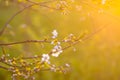 Cherry blossoms in spring park. Beautiful tree branches with white flowers in warm sunset light Royalty Free Stock Photo