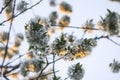 Cherry blossoms in spring park. Beautiful tree branches with white flowers in warm sunset light Royalty Free Stock Photo