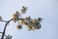 Cherry blossoms in spring park. Beautiful tree branches with white flowers in warm sunset light Royalty Free Stock Photo