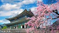 Cherry blossoms in spring, Seoul in Korea Royalty Free Stock Photo