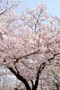 Cherry Blossoms during Spring in Seoul, Korea, Sakura season Royalty Free Stock Photo