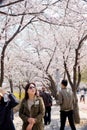 Cherry Blossoms during Spring in Seoul, Korea, Sakura season Royalty Free Stock Photo