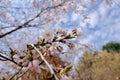 Cherry Blossoms during Spring in Seoul, Korea, Sakura season Royalty Free Stock Photo