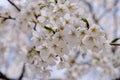 Cherry Blossoms during Spring in Seoul, Korea, Sakura season Royalty Free Stock Photo