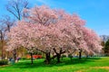 Cherry blossoms in Spring, Washington DC, USA Royalty Free Stock Photo