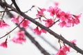  Prunus campanulata, cherry blossom flower, beauty in Nature