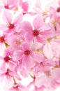 Beautiful spring Cherry blossoms, sakura, flower pink, nature, vertical, Mobile phone wallpaper Royalty Free Stock Photo