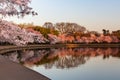 Cherry Blossoms in Springtime Around the DC Tidal Basin Royalty Free Stock Photo