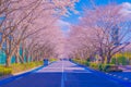 Cherry blossoms on the stadium (Tokyo Chofu City) Royalty Free Stock Photo