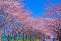 Cherry blossoms on the stadium (Tokyo Chofu City) Royalty Free Stock Photo