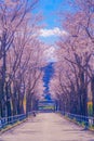 Cherry blossoms on the stadium (Tokyo Chofu City) Royalty Free Stock Photo