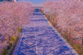 Cherry blossoms on the stadium (Tokyo Chofu City) Royalty Free Stock Photo