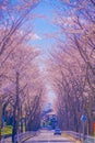 Cherry blossoms on the stadium (Tokyo Chofu City) Royalty Free Stock Photo