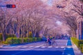 Cherry blossoms on the stadium & x28;Tokyo Chofu City& x29; Royalty Free Stock Photo