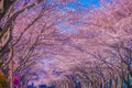 Cherry blossoms on the stadium (Tokyo Chofu City) Royalty Free Stock Photo