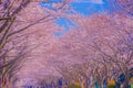 Cherry blossoms on the stadium (Tokyo Chofu City) Royalty Free Stock Photo