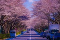 Cherry blossoms on the stadium (Tokyo Chofu City) Royalty Free Stock Photo