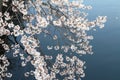 cherry blossoms and surface of Ooka river, Yokohama, Royalty Free Stock Photo