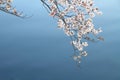 cherry blossoms and surface of Ooka river, Yokohama Royalty Free Stock Photo