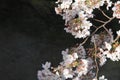 cherry blossoms and surface of Ooka river, Yokohama Royalty Free Stock Photo