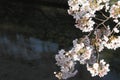 cherry blossoms and surface of Ooka river, Yokohama Royalty Free Stock Photo