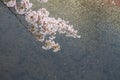 cherry blossoms and surface of Ooka river, Yokohama Royalty Free Stock Photo