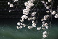 cherry blossoms and surface of Ooka river, Yokohama Royalty Free Stock Photo