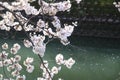 cherry blossoms and surface of Ooka river, Yokohama Royalty Free Stock Photo