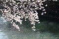 cherry blossoms and surface of Ooka river, Yokohama Royalty Free Stock Photo