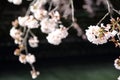 cherry blossoms and surface of Ooka river, Yokohama Royalty Free Stock Photo