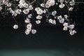 cherry blossoms and surface of Ooka river, Yokohama Royalty Free Stock Photo