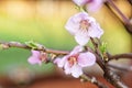 Beautiful cherry blossom in spring time with bokeh background Royalty Free Stock Photo