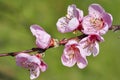 Beautiful cherry blossom in spring time with bokeh background Royalty Free Stock Photo