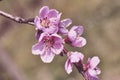 Beautiful cherry blossom in spring time with bokeh background Royalty Free Stock Photo