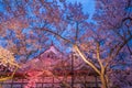 Cherry blossoms at Takato Castle Site Park